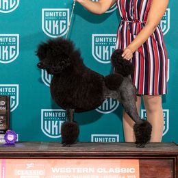 Twila - Poodle