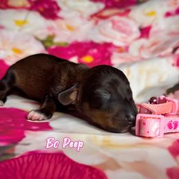 Dachshund Puppies from Royal Bloodline Canines