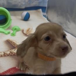 Chocolate Based Cream Longhair Male (Orange Collar) - Cream male Dachshund puppy in Killeen, Texas from Southern Dachshunds