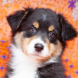 Girl 2 - Black Australian Shepherd puppy in Tennessee from Sidney Vale Aussies