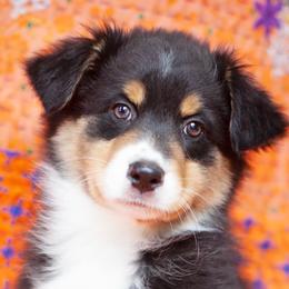 Girl 2 - Black Australian Shepherd puppy in Tennessee from Sidney Vale Aussies