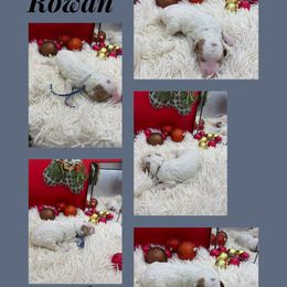 Rowan - Parti male Goldendoodle puppy in Wayland, New York from Loris Pampered Pooches💕