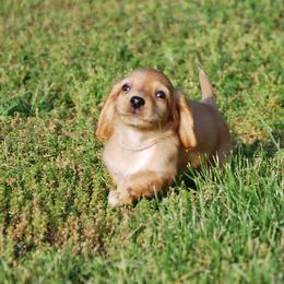 AKC Harry - Dapple male Dachshund puppy in Billings, Missouri from Bundles of Joy