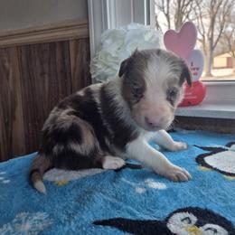 Buster - Red merle male Border Collie puppy in Gary, Indiana from Lake Ridge Border Collies