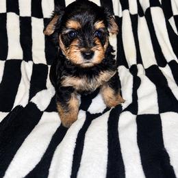 Alfalfa - Black and tan male Yorkipoo puppy in Gastonia, North Carolina from Banks Dynasty Kennel