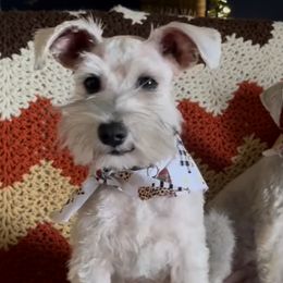 Miniature Schnauzer All Grown Up from LJ Mini Schnauzers