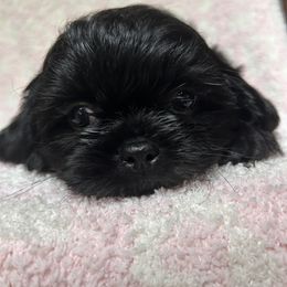 Australian Shepherd and Shih Tzu Puppies from Ford Hollow Farms Shih Tzus and Australian Shepherds