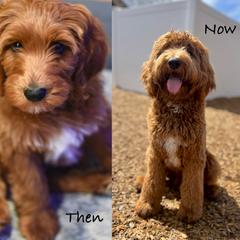 Goldendoodles, Old English Sheepdogs, Poodles, and Sheepadoodles from Finger Lakes Doodles