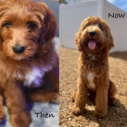 Goldendoodles, Old English Sheepdogs, Poodles, and Sheepadoodles from Finger Lakes Doodles