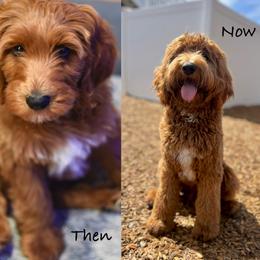 Goldendoodles, Old English Sheepdogs, Poodles, and Sheepadoodles from Finger Lakes Doodles