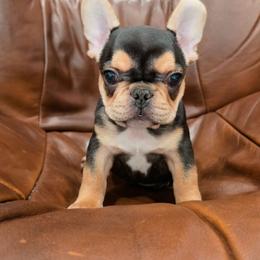 Mater - Black and tan male French Bulldog puppy in Moses Lake, Washington from Edgewater Frenchies