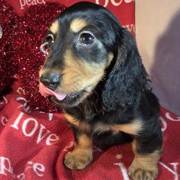 Boy 4 - male Dachshund puppy in Polo, Missouri from Cool Runnin Dachshunds