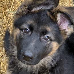 Margo - Black and red German Shepherd puppy in Vandalia, Michigan from Vom Friedenswald