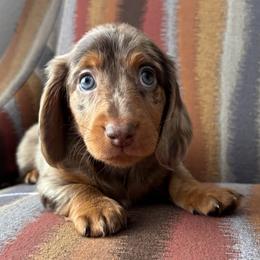 Boba - Dapple male Dachshund puppy in Mesa, Arizona from Ruby Desert Doxies