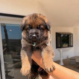 Topaz - Black and tan male German Shepherd puppy in Anaheim, California from Hanan Hanna