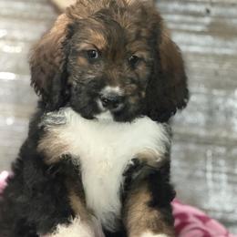 Georgia - Tri-color female Bernedoodle puppy in Phelan, California from PuppyPaws4U