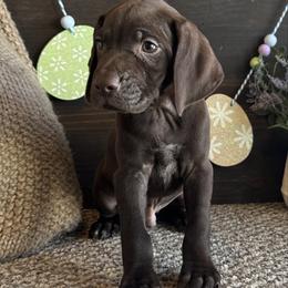 Clay - Liver male German Shorthaired Pointer puppy in Ulen, Minnesota from North Wind Gundogs