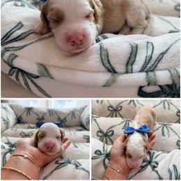 Chase - Red male Australian Labradoodle puppy in Summerfield, North Carolina from Four Oaks Labradoodles