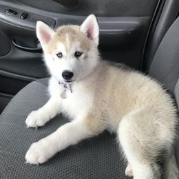 Siberian Husky Puppies from TCE HUSKIES