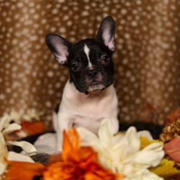 Nesta - Brindle and white female French Bulldog puppy in Twin Falls, Idaho from Whispering White Pines Labradors