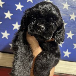 Cocker Spaniel Puppies from Joker Karr’s