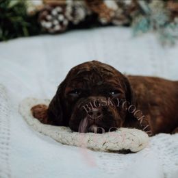 Orange boy - Sable male Cockapoo puppy in Missoula, Montana from Big Sky Cockapoos