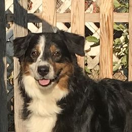Chloe - Australian Shepherd