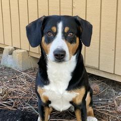 Entlebucher Mountain Dogs from Eagleheart Entlebuchers