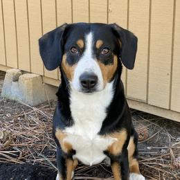 Entlebucher Mountain Dogs from Eagleheart Entlebuchers