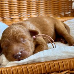 Purple - Red  female Goldendoodle puppy in Hesperia, Michigan from Red Acres Poodles & Doodles