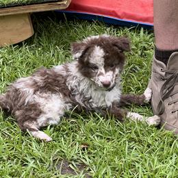 Girl 3 - Brown merle female Mudi puppy in Raeford, North Carolina from Wodan Kennels