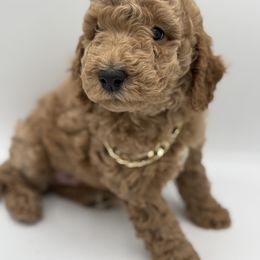 Cartier - Apricot Poodle puppy in New Jersey from Lavishly Loved Pets LLC