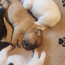 French Bulldogs from Heller's Pride French Bulldogs