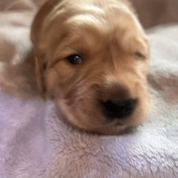 Green Boy - Golden male Golden Retriever puppy in Rockwell, North Carolina from KnL Golden Acres