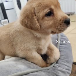 Sparky (gray collar) - Yellow male Labrador Retriever puppy in Greenwich, Ohio from Pure Gem Kennel