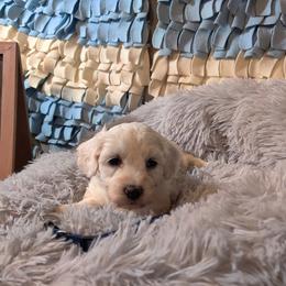 Coton de Tulear and Poodle Puppies from Legacy Pets