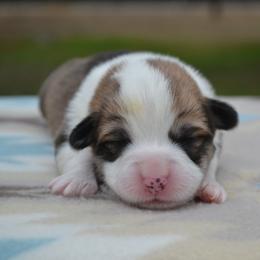 Willow - Red female Pembroke Welsh Corgi puppy in Edna, Texas from MG Corgis