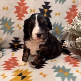 Saturn - Black tri-color male Aussiedoodle puppy in Republic, Missouri from Holland Hilltop Farm