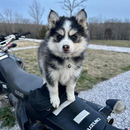 Boy 4 - male Pomsky puppy in Bunch, Oklahoma from Madden Mountain Pomskies