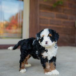 Valentino - Blue merle female Bernedoodle puppy in Dalton, Ohio from Haven Doodles