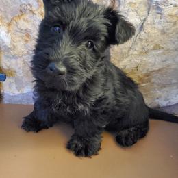 Scottish Terrier Puppies from Kimball Kennels
