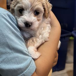 Jasper - White male Cavapoo puppy in Arcadia, Florida from KnuDawn Goldendoodles and Cavapoos