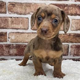 Colette - Dapple female Dachshund puppy in Industry, Illinois from KDKs Kennels