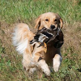 Golden Retrievers from Lakebound Golden Retrievers