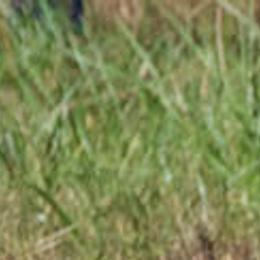 Golden Retrievers from Lakebound Golden Retrievers