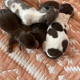 Spot - Dapple male Dachshund puppy in Yuba City, California from The Navarro Furbabies