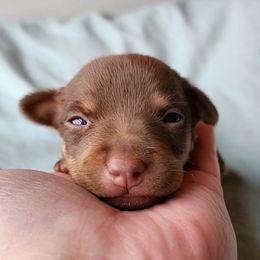 Piglet - Chocolate and white male Teddy Roosevelt Terrier puppy in Claremore, Oklahoma from Travelin' Man Terriers