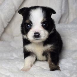 Honeybee - Black tri female Miniature Australian Shepherd puppy in Cleveland, Georgia from Jam's Doodles And Poodles