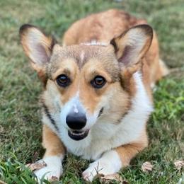 Zona - Pembroke Welsh Corgi