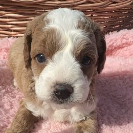 Birdie - Apricot female Cavapoo puppy in Camden, Michigan from FurEver Friends Finder
